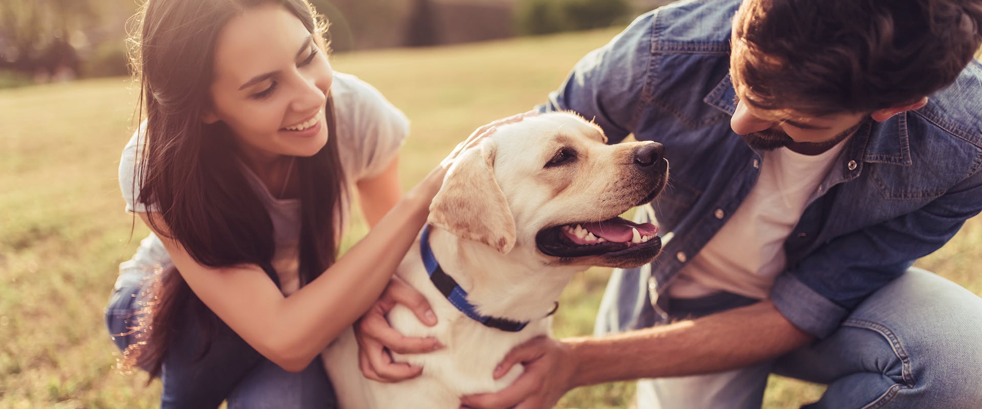 Golden Retriever vs Labrador Retriever TrustedHousesitters